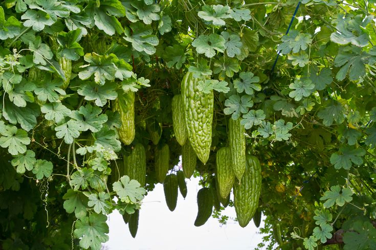 Ampalaya plant
