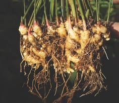 Ginger plant