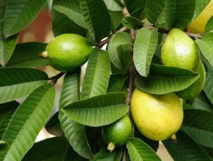 Guava tree and leaves