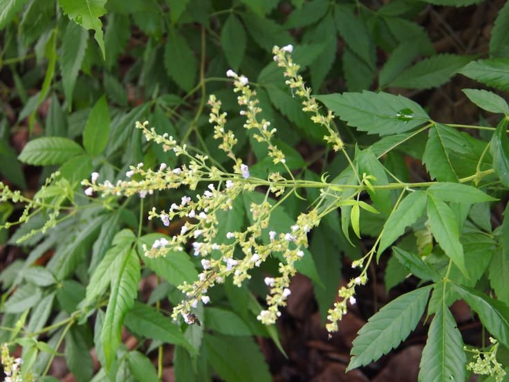 Lagundi plant