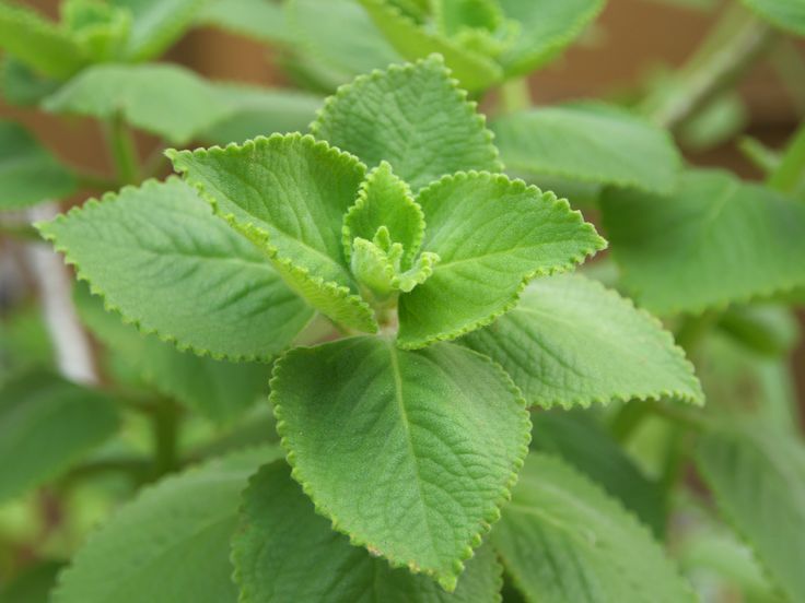 Oregano plant
