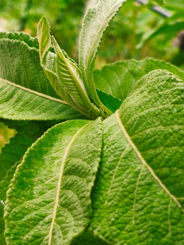 Sambong plant