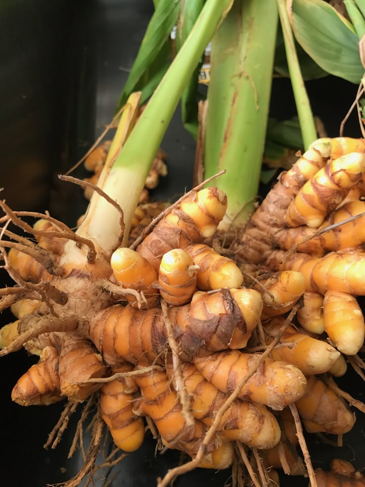 Turmeric plant